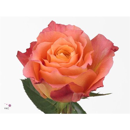 Vrtnica Parfum Free Spirit c3625