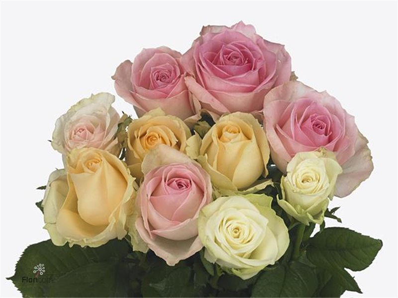 Vrtnica Pastel Mixed in Bunch c3633