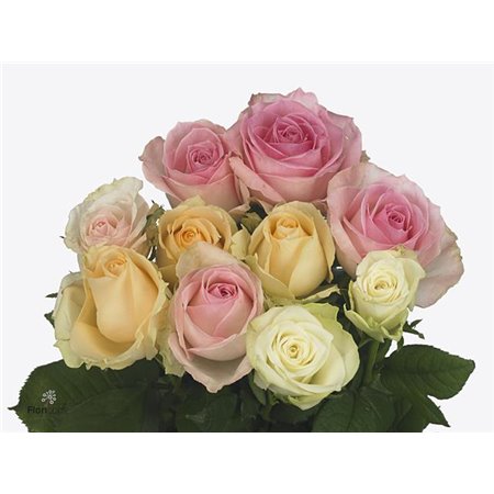 Vrtnica Pastel Mixed in Bunch c3633