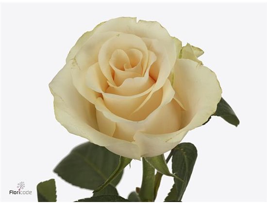 Vrtnica Peach Tacazzi c3635