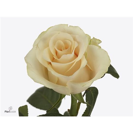 Vrtnica Peach Tacazzi c3635