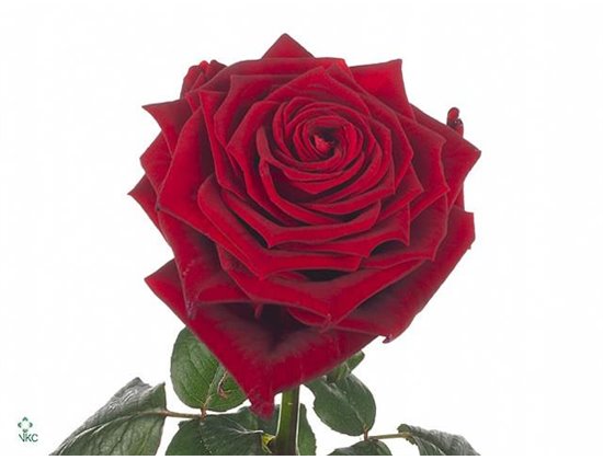 Vrtnica Red Naomi Ende c3645