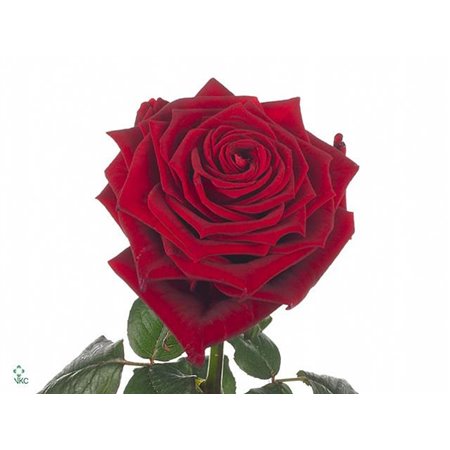 Vrtnica Red Naomi Ende c3645