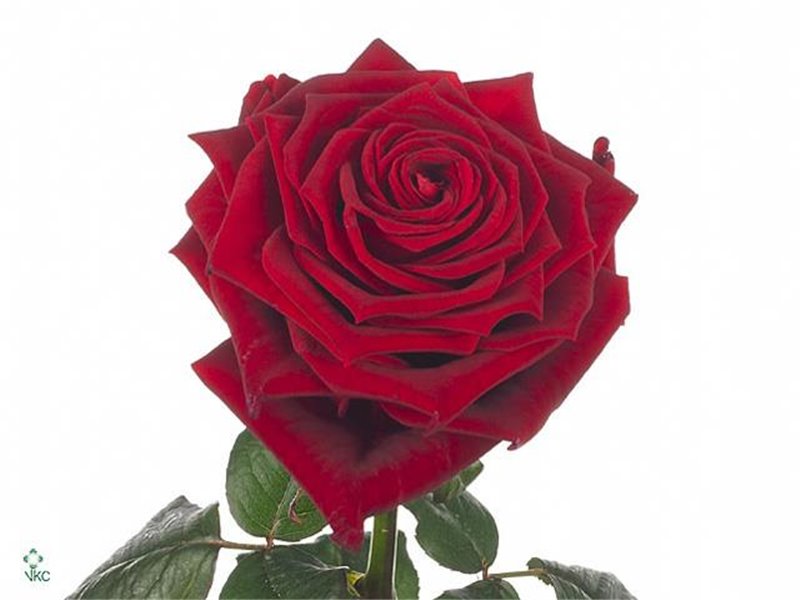 Vrtnica Red Naomi Unica c3653