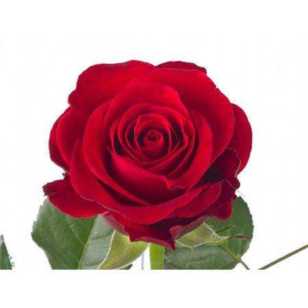 Vrtnica Red Naomi X L c3656