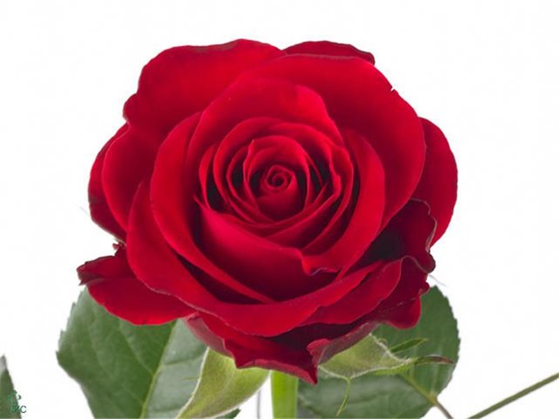 Vrtnica Red Ribbon c3658