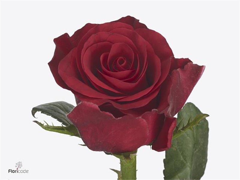 Vrtnica Red Tacazzi c3659