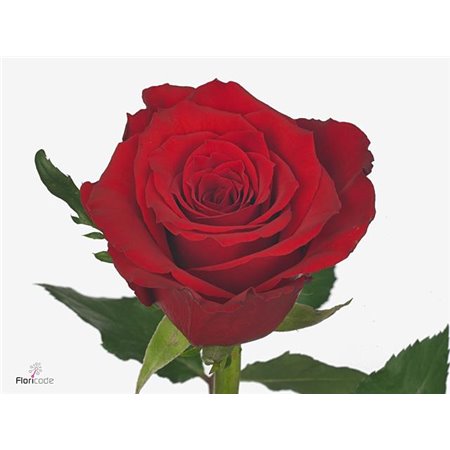 Vrtnica Red Torch c3661