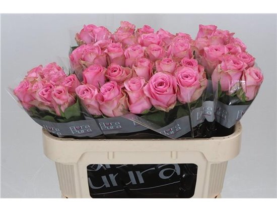 Vrtnica Renaissance c3662