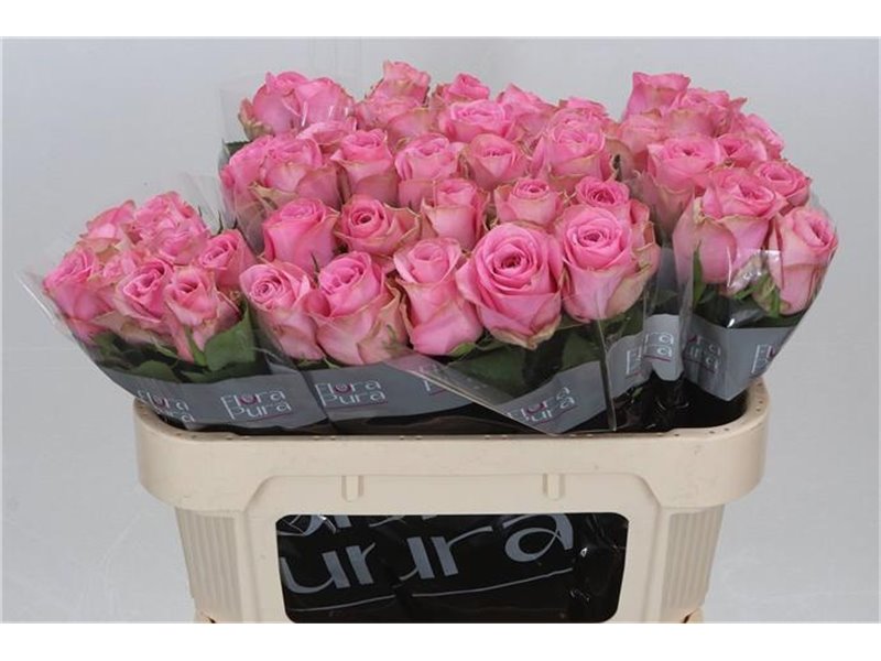 Vrtnica Renaissance c3662