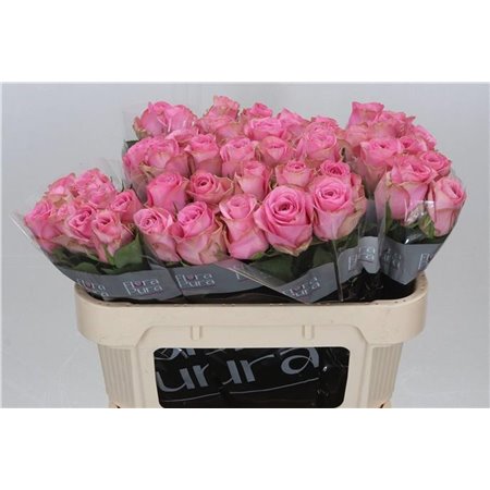 Vrtnica Renaissance c3662