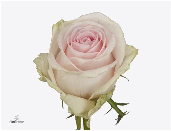 Vrtnica Revival Sweet c3663