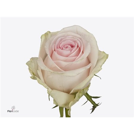 Vrtnica Revival Sweet c3663