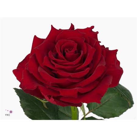 Vrtnica Revolution c3664