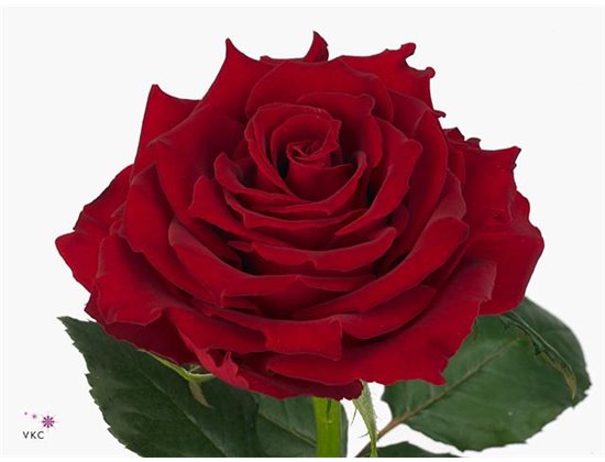 Vrtnica Rhodos c3665