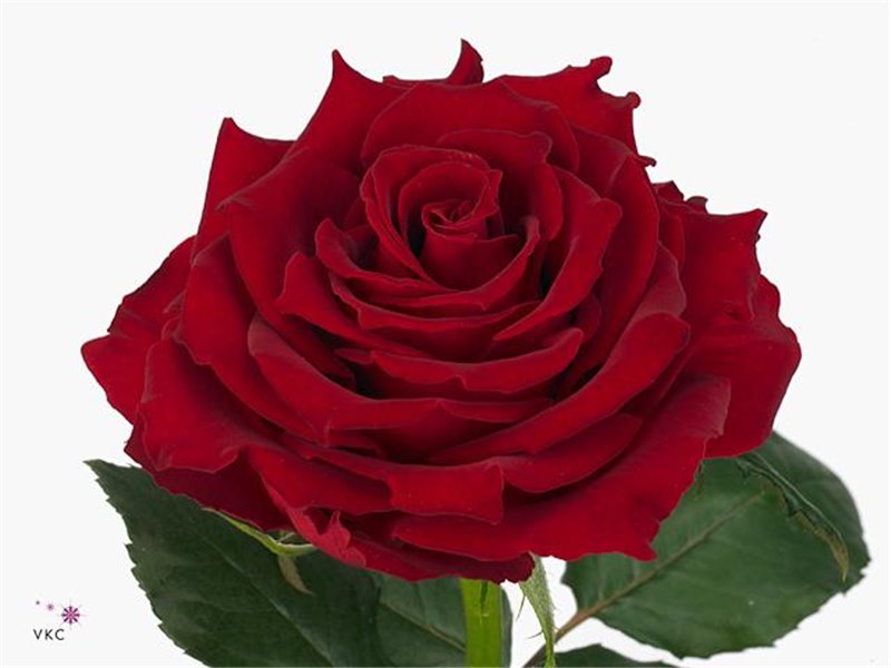 Vrtnica Rhodos c3665