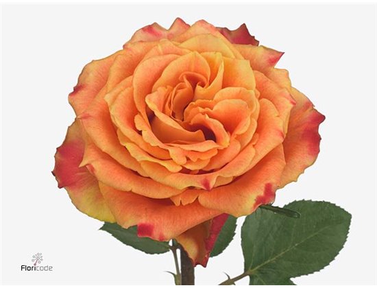 Vrtnica Sand Dune c3667