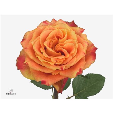 Vrtnica Sand Dune c3667