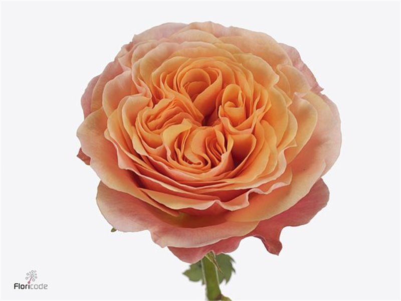 Vrtnica South Park c3669