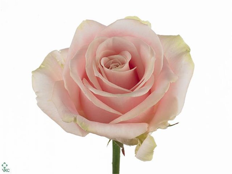 Vrtnica Sugar Pink Love c3670