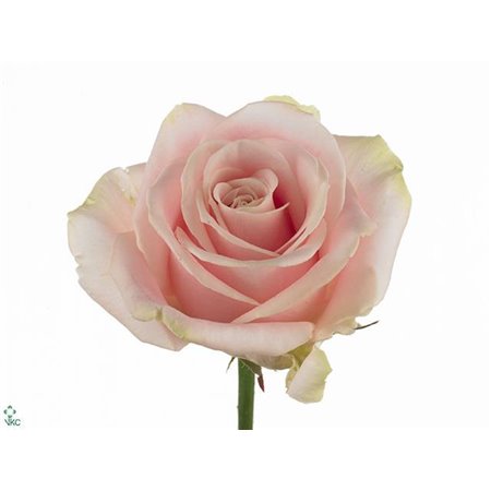 Vrtnica Sugar Pink Love c3670