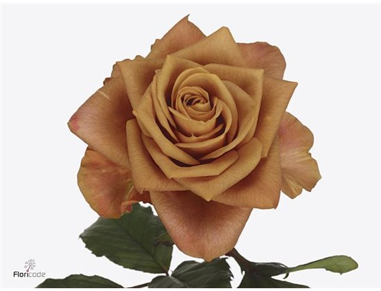 Vrtnica Symbol c3674