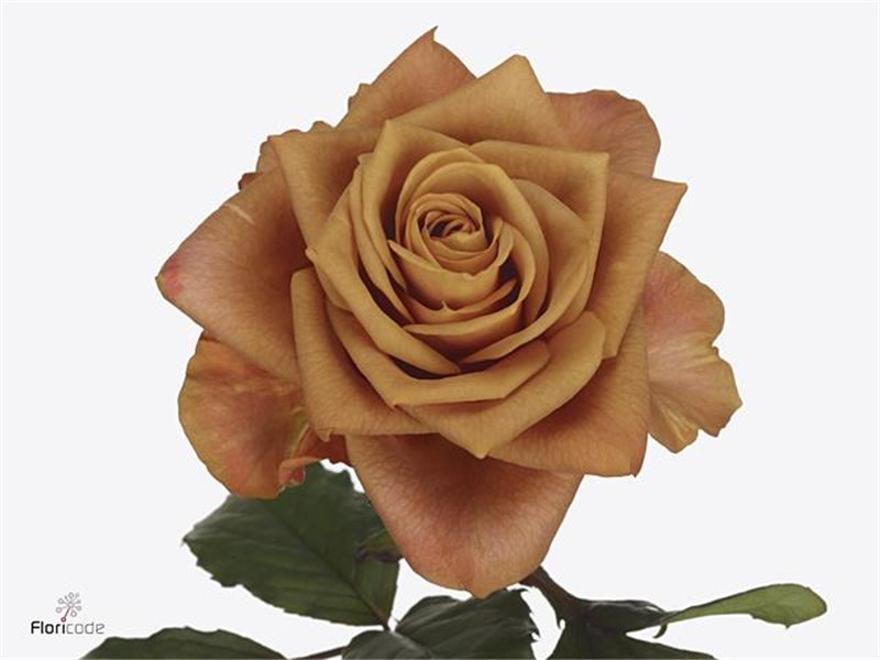 Vrtnica Symbol c3674