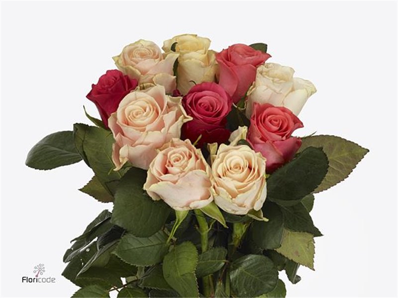 Vrtnica Tacazzi Mixed c3678