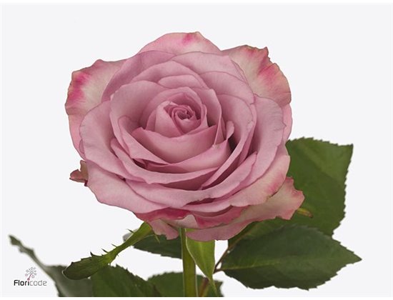 Vrtnica Thriller c3680