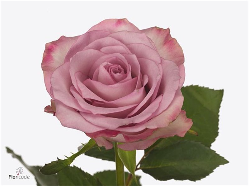 Vrtnica Thriller c3680