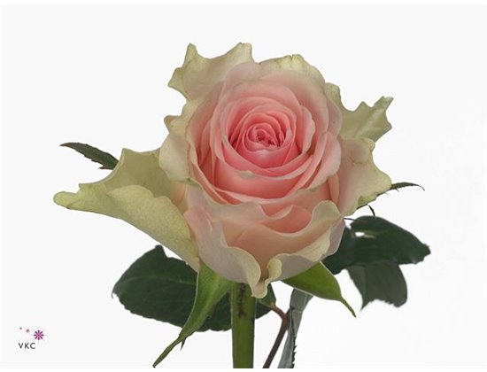 Vrtnica Top Gear c3685