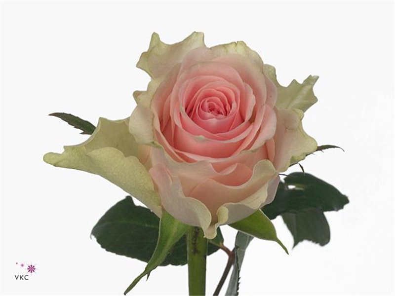 Vrtnica Top Gear c3686