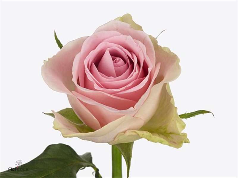 Vrtnica Trivia c3687