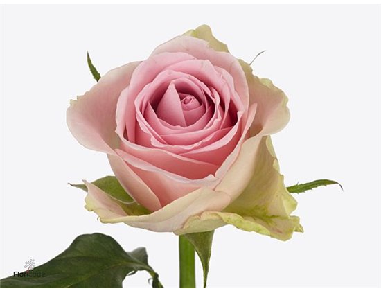 Vrtnica Trivia c3688