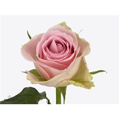 Vrtnica Trivia c3688