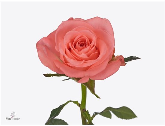 Vrtnica Trivia c3689