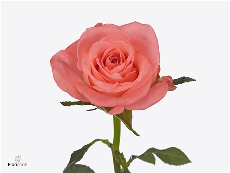 Vrtnica Trivia c3689