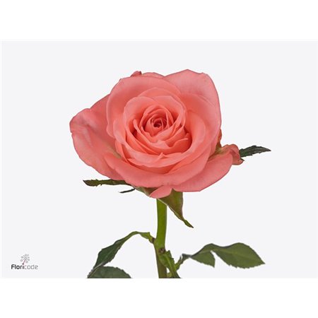 Vrtnica Trivia c3689