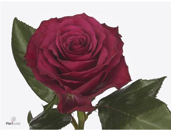 Vrtnica Venturoso c3691