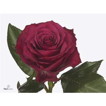 Vrtnica Venturoso c3692