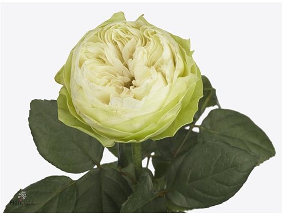 Vrtnica Vip Blue 65cm x40 c3693