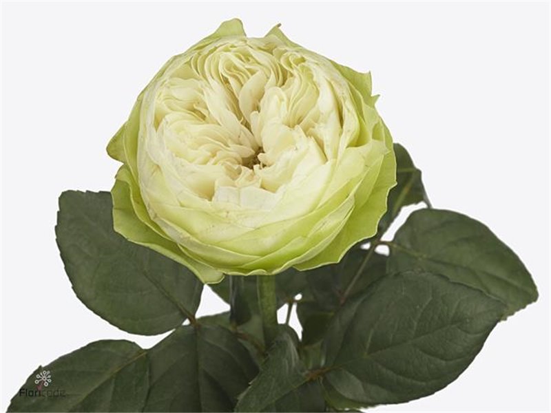 Vrtnica Vip Blue 65cm x40 c3693