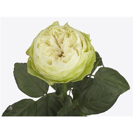 Vrtnica Vip Blue 65cm x40 c3693