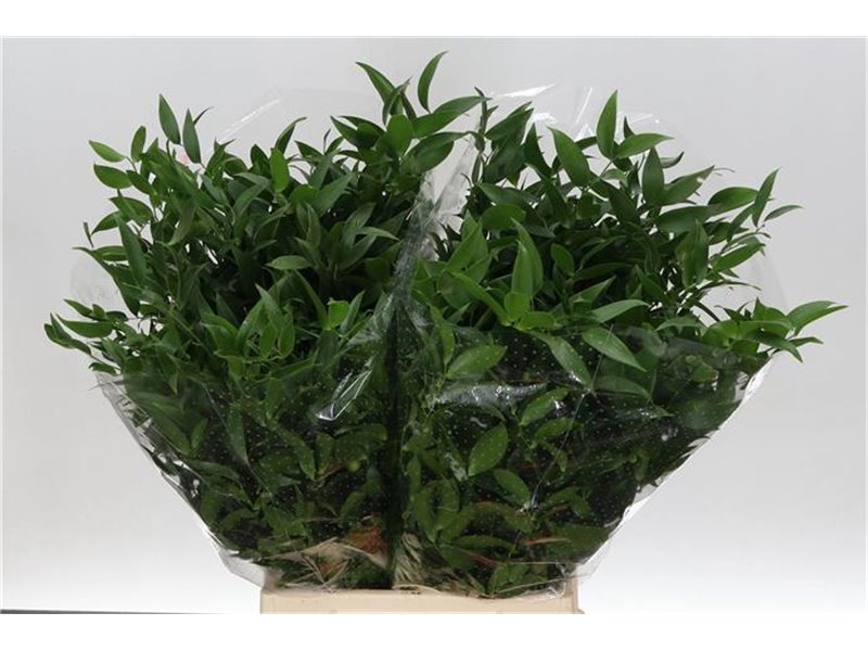 Ruskus 200gr Short (p. bunch) c3695