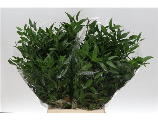 Ruskus 200gr Short (p. bunch) c3696