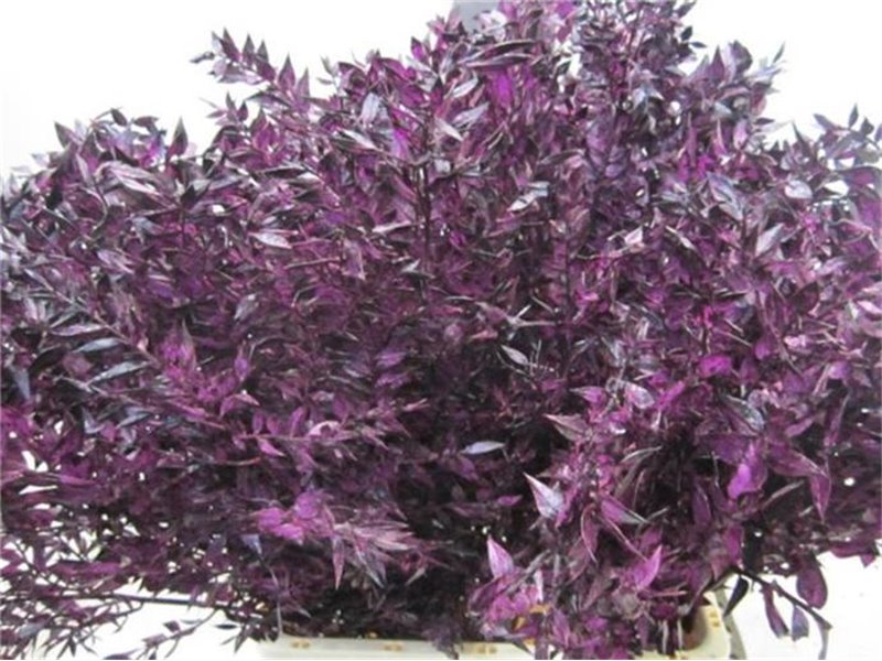 Ruskus A Bleached Aubergine c3697