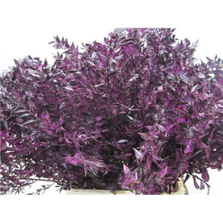 Ruskus A Bleached Aubergine c3698