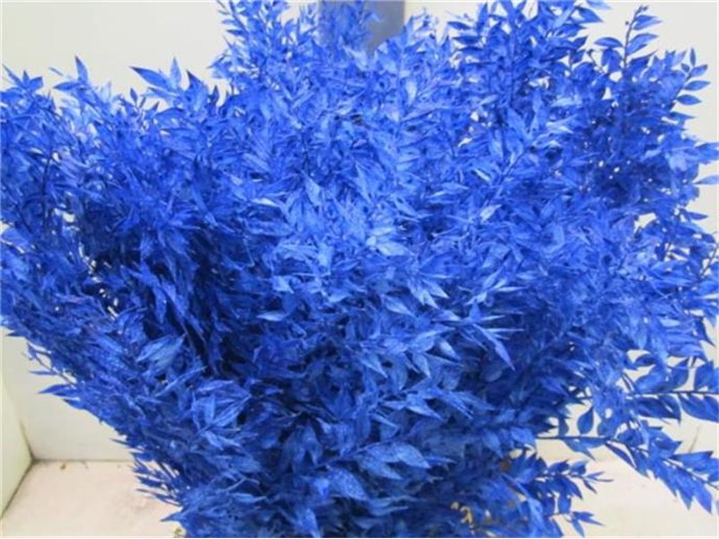 Ruskus A Bleached Blue c3701