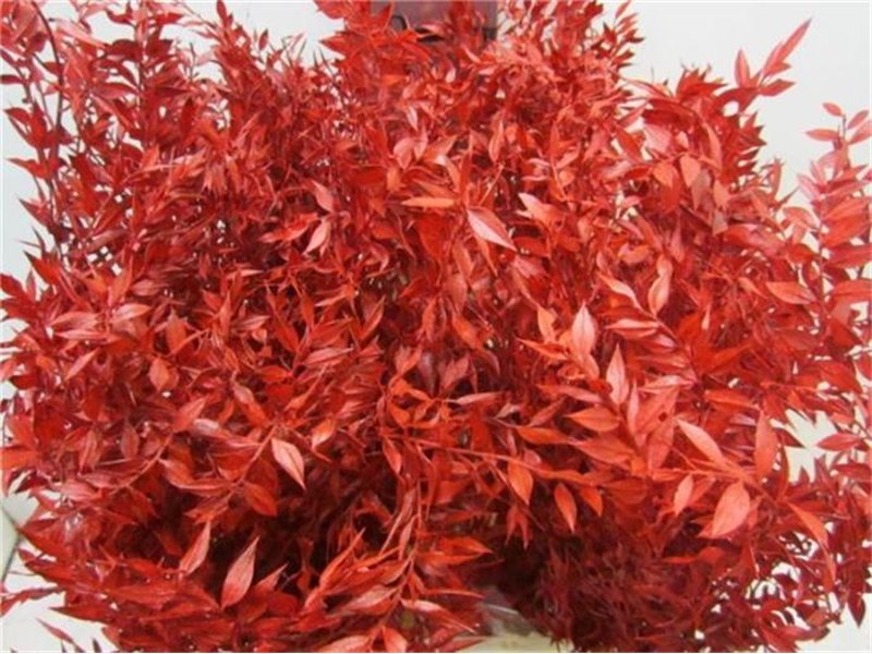 Ruskus A Bleached Bordeaux c3704