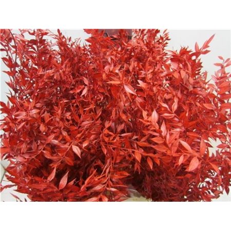 Ruskus A Bleached Bordeaux c3704